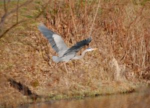 A New Group - Capturing the Great Blue Heron